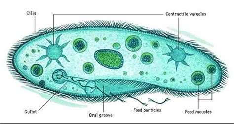 how are protozoa similar to animals quizlet